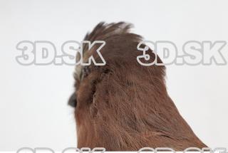 Jay - Garrulus glandarius 0036